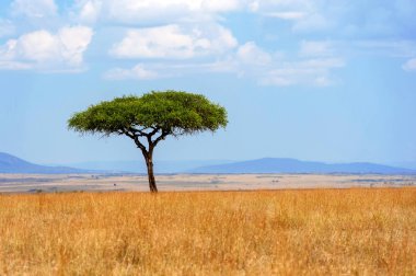 Kimse ile güzel manzara ağaç Afrika'da