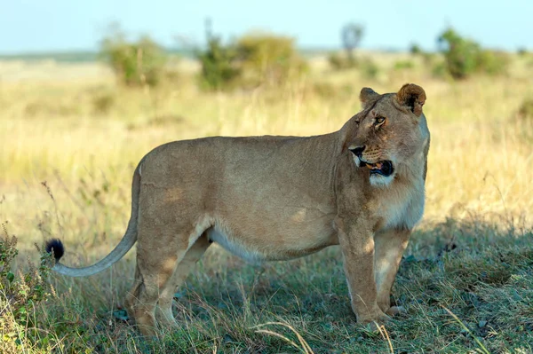 Nemzeti Park Kenya Afrikai Oroszlán — Stock Fotó