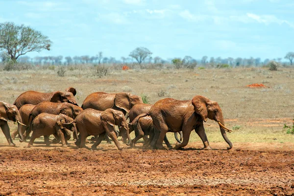 Elephant in water. National park of Kenya, Africa