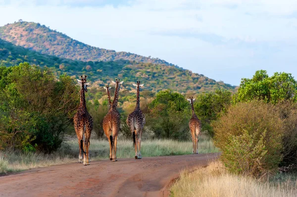 Giraffa Nel Parco Nazionale Del Kenya Africa — Foto Stock