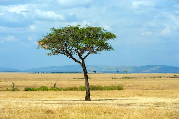 Hermoso Paisaje Sin Árbol África —  Fotos de Stock