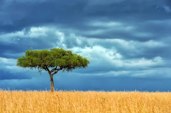 Όμορφο Τοπίο Κανείς Δεν Δέντρο Στην Αφρική — Φωτογραφία Αρχείου