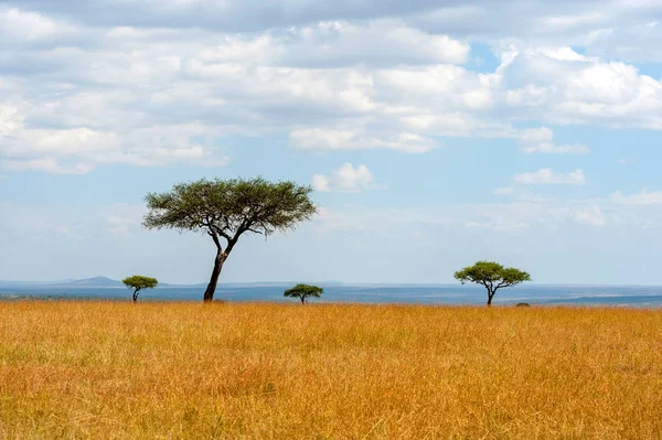 Σαβάνα Τοπίο Στο Εθνικό Πάρκο Της Κένυας Αφρική — Φωτογραφία Αρχείου