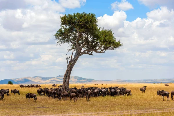 Gnú Savannah Nemzeti Park Kenya Afrika — Stock Fotó