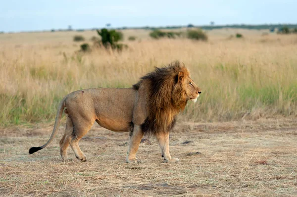 Close Lion Male National Park Kenya Africa — Stock Photo, Image