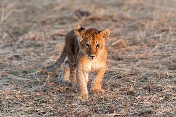 African Lion Cub Panthera Leo National Park Kenya Africa — Stock Photo, Image