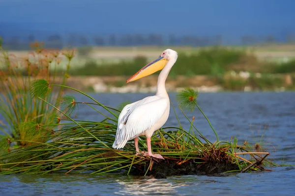 Grande Pellicano Bianco Nel Lago Kenya Africa — Foto Stock