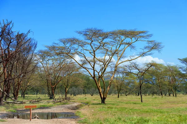 Paisaje Sabana Parque Nacional Kenia África — Foto de Stock