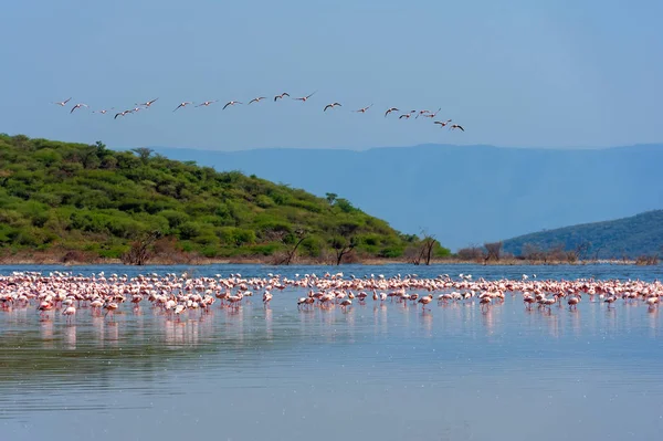 Kudde Van Flamingo Waden Het Ondiepe Lagune Water — Stockfoto