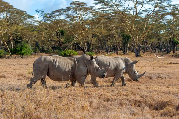 Rinoceronte Blanco Africano Parque Nacional Kenia — Foto de Stock