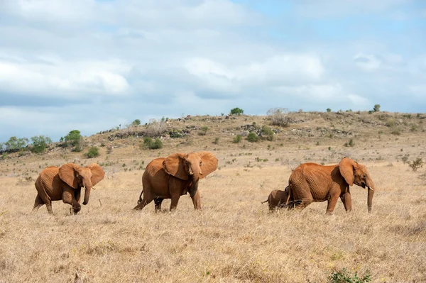 Kenya Ulusal Parkı Afrika Daki Fil — Stok fotoğraf