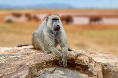 Babun taş Kenya Milli Parkı, Afrika