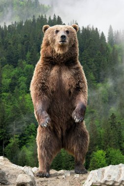 Boz ayı (Ursus arctos) bahar ormanın içinde onun arka ayakları üzerinde duran