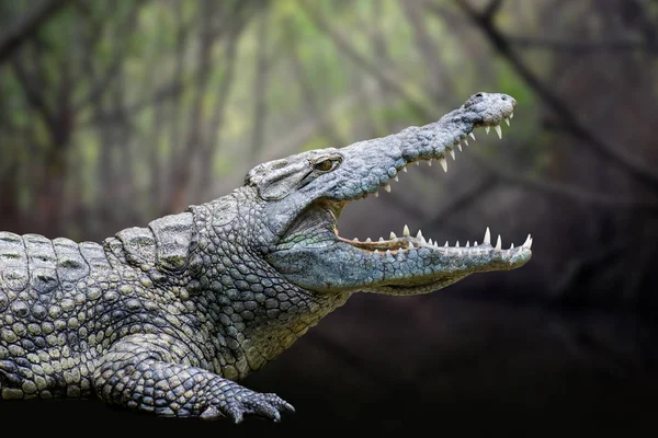 Großes Krokodil Nationalpark Kenia Afrika — Stockfoto