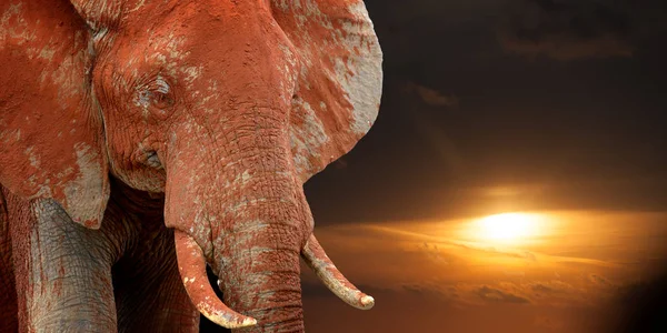 Olifant Savanne Nationaal Park Van Afrika Zonsondergang — Stockfoto
