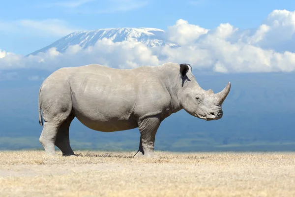 Afrikalı Beyaz Rhino Kenya Milli Parkı — Stok fotoğraf