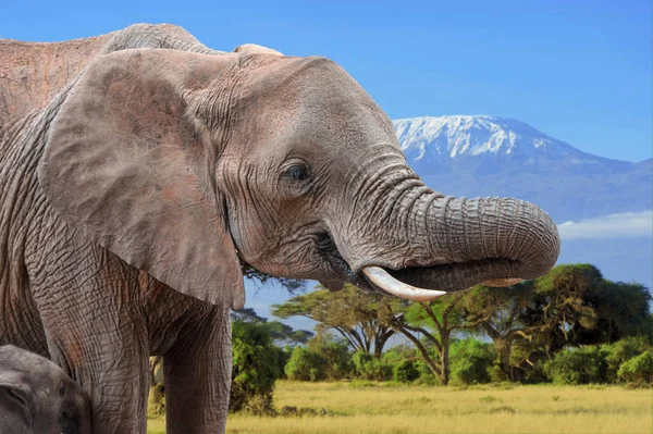 Elephant Kilimanjaro Background National Park Kenya Africa — Stock Photo, Image