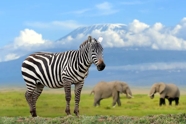 Zebra Elefant Och Kilimanjaro Bakgrund Kenya — Stockfoto