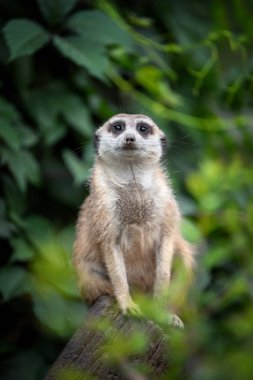 Cute meerkat standing looking for something clipart