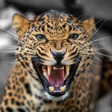 Genç leopar portresini kapat.