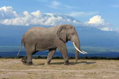 Kilimanjaro artalan Kenya Milli Parkı, Afrika'da fil