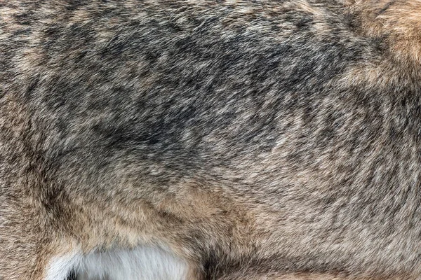 Közelkép Igazi Farkas Bőr Textúra Wolf Szőrme Háttér Textúra Kép — Stock Fotó