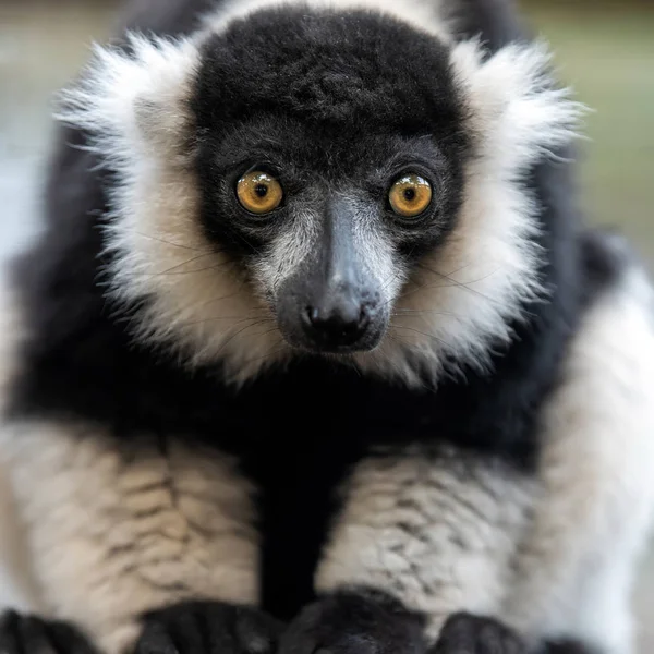 Nauwe Zwart Witte Vari Lemur Portret — Stockfoto