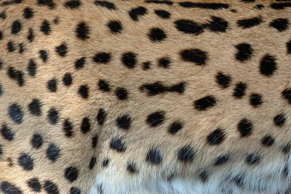 Echt Serval Haut Fell Textur Für Hintergrund — Stockfoto