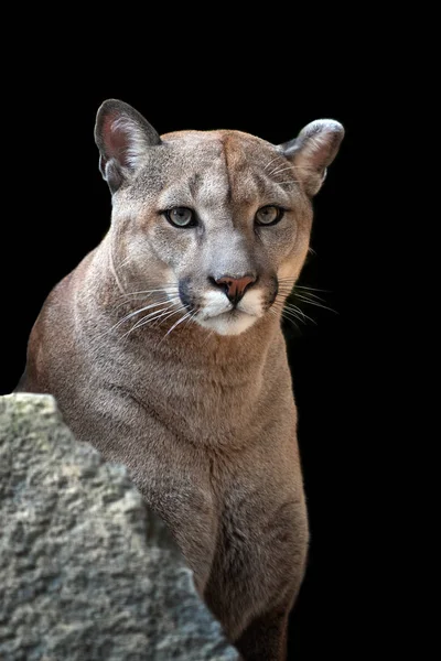 Portret Van Een Cougar Poema Puma Zwarte Achtergrond — Stockfoto