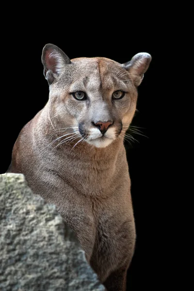 Retrato Puma Leão Montanha Puma Sobre Fundo Preto — Fotografia de Stock