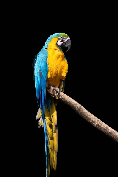 Pájaro Loro Guacamayo Severo Sentado Rama Sobre Fondo Oscuro — Foto de Stock