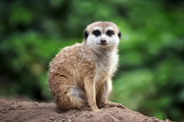 Niedliche Erdmännchen Stehen Auf Der Suche Nach Etwas — Stockfoto