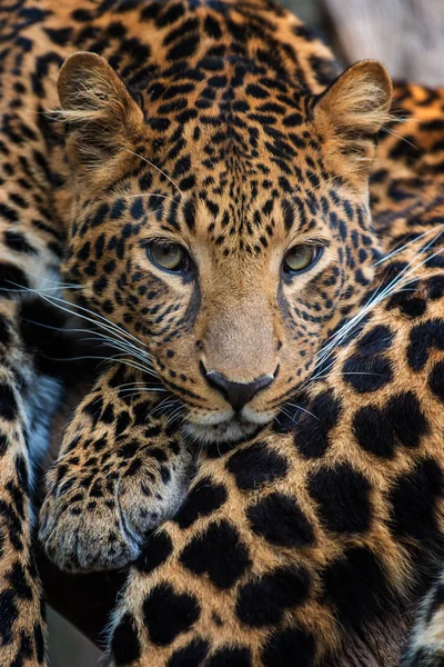 Close Jovem Leopardo Retrato — Fotografia de Stock