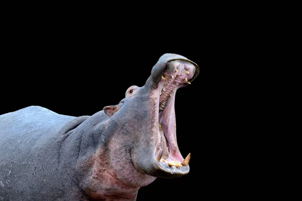 Família Hippo Hippopotamus Amphibius Fora Água África — Fotografia de Stock