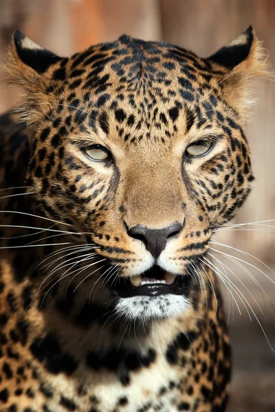 Primer Plano Joven Retrato Leopardo — Foto de Stock