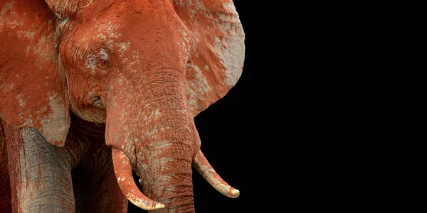 Elephant Savannah National Park Africa — Stock Photo, Image