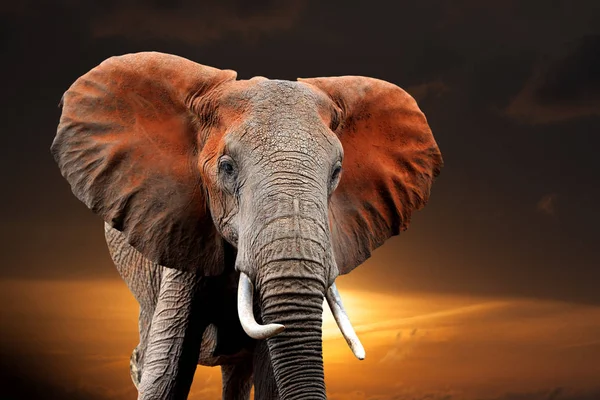 Elephant Sunset National Park Kenya Africa — Stock Photo, Image