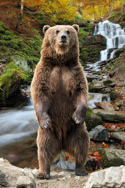 Niedźwiedź Brunatny Ursus Arctos Stojąc Tylnych Nogach Lesie Jesienią Wodospad — Zdjęcie stockowe