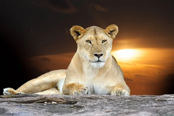 Afrikanischer Löwe Südafrikanischen Nationalpark — Stockfoto