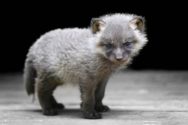 Baby Silver Fox Bliska — Zdjęcie stockowe