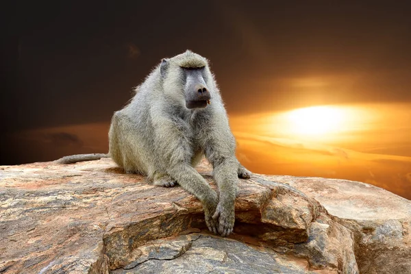 Babuíno Sobre Pedra Parque Nacional Quênia África — Fotografia de Stock