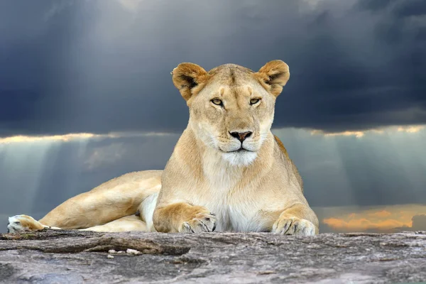 Leão Africano Parque Nacional África Sul — Fotografia de Stock