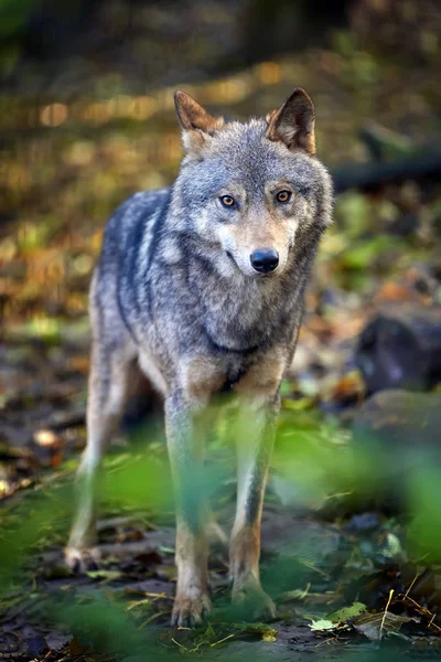 Ξυλεία Wolf Φθινοπωρινό Δάσος — Φωτογραφία Αρχείου