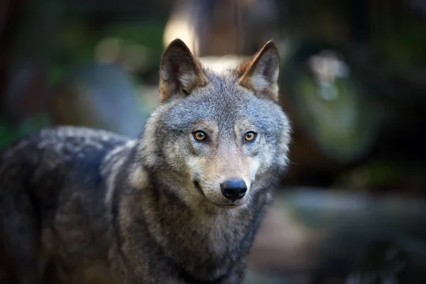 Ξυλεία Wolf Φθινοπωρινό Δάσος — Φωτογραφία Αρχείου