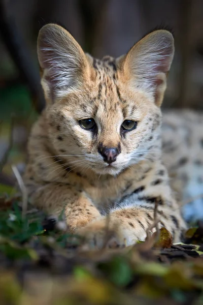 Cerca Gato Serval Joven Felis Serval — Foto de Stock