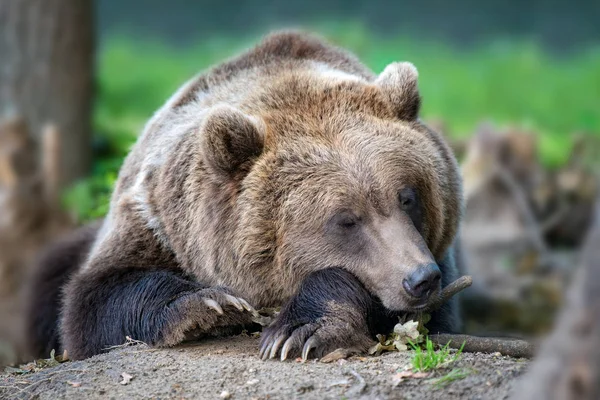 Великий Потопаючий Ведмідь Лісі — стокове фото