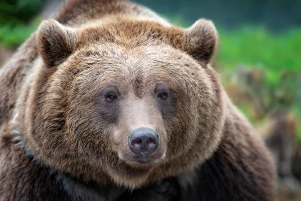 Portret Duże Utopić Niedźwiedź Lesie — Zdjęcie stockowe