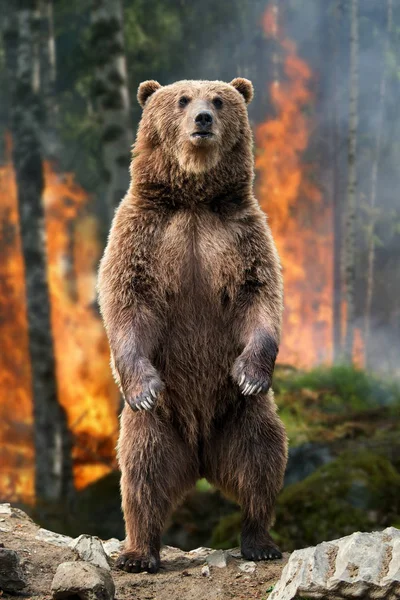 Ours Brun Ursus Arctos Tient Debout Dans Une Forêt Feu — Photo