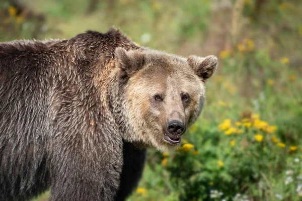 Grande Urso Afogado Floresta — Fotografia de Stock
