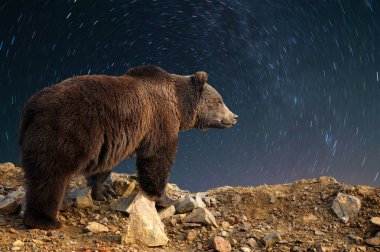 Büyük boz ayı (Ursus arctos) ve gece gökyüzünde yıldız